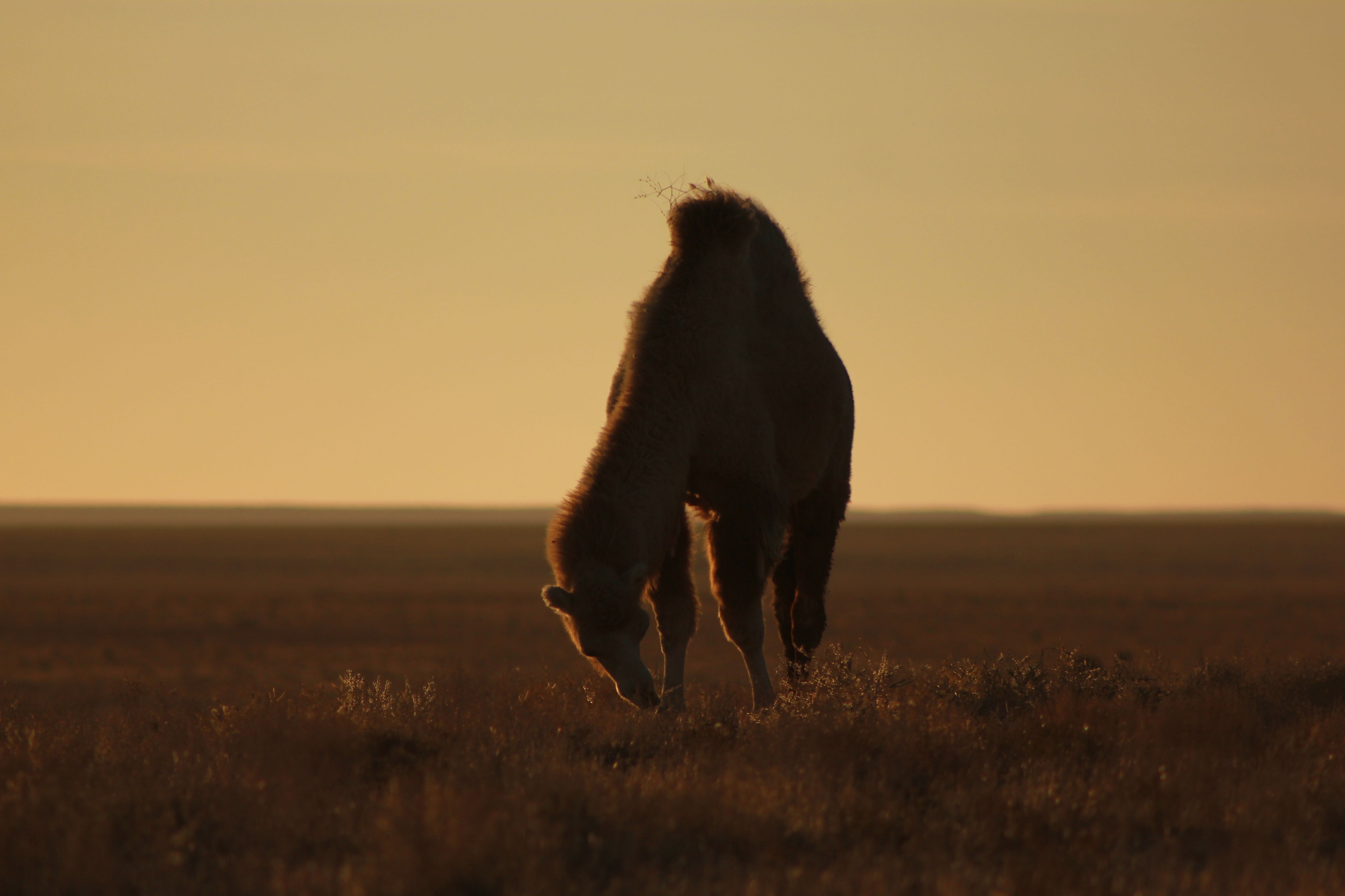 Meat and edible meat offal; of camels and other camelids (Camelidae), fresh, chilled or frozen