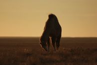 A Bactrian camel grazes in the Kazakh steppe, silhouetted against the sunset, capturing the serene beauty of Kazakhstan's wilderness.