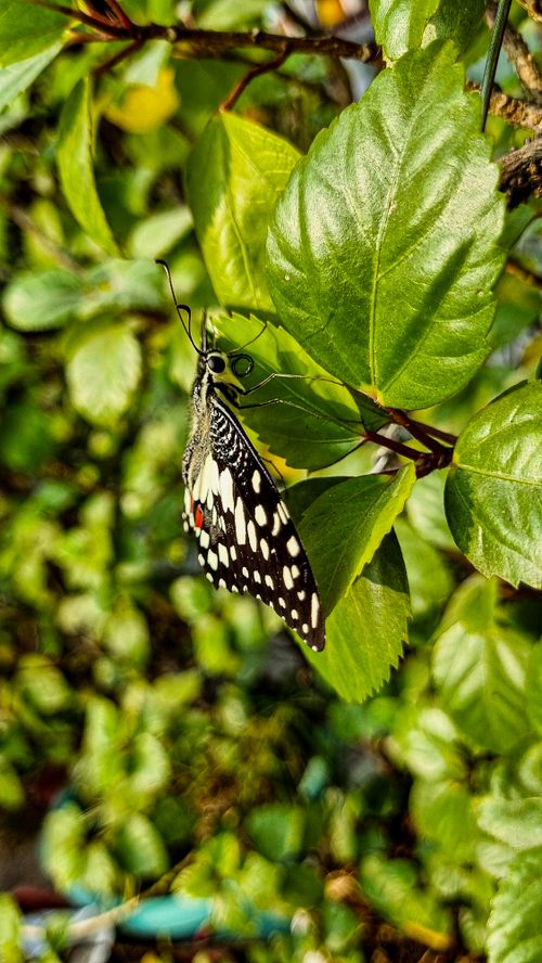 Free Close-up of a lime butterfly perched on vibrant green leaves, perfect for nature enthusiasts. Stock Photo