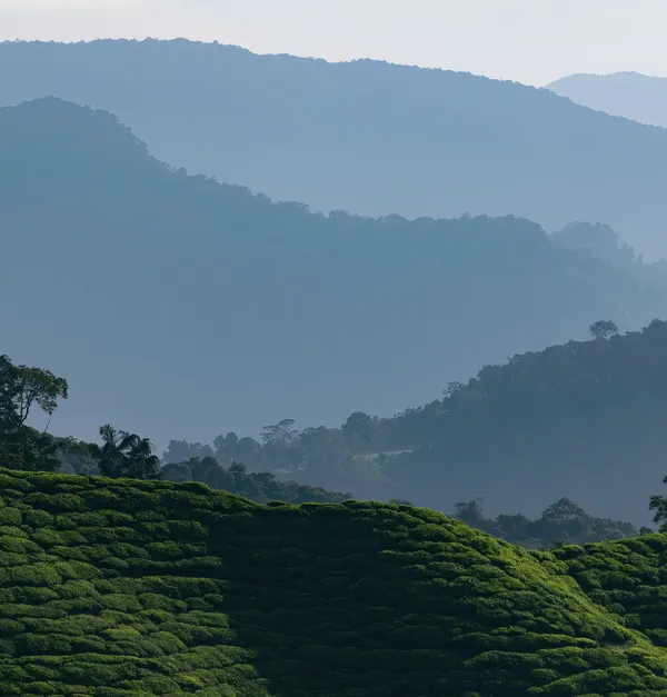 Jardin de lavande à Cameron Highlands