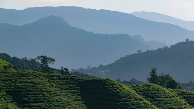 Scenic view of verdant tea fields in Cameron Highlands, Malaysia with misty mountain ranges.