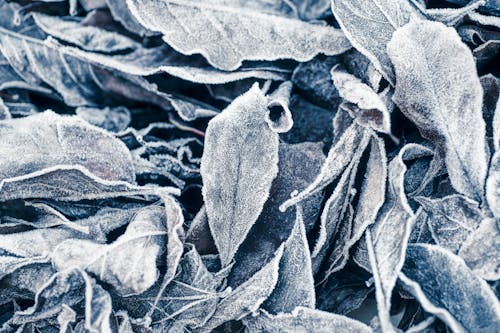 Close-Up Shot of Leaves Covered with Snow 
