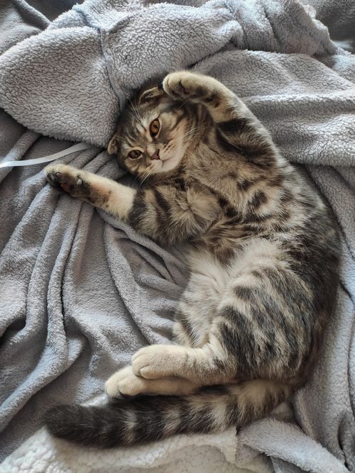 Free Cute Scottish Fold cat lounging on a soft, fluffy blanket, showcasing its playful and cozy demeanor. Stock Photo