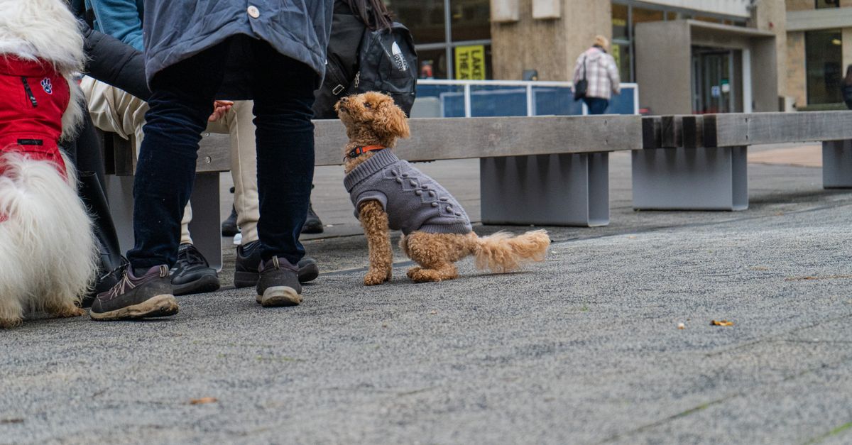 How to Foster a Pet-Friendly Network in Your Community