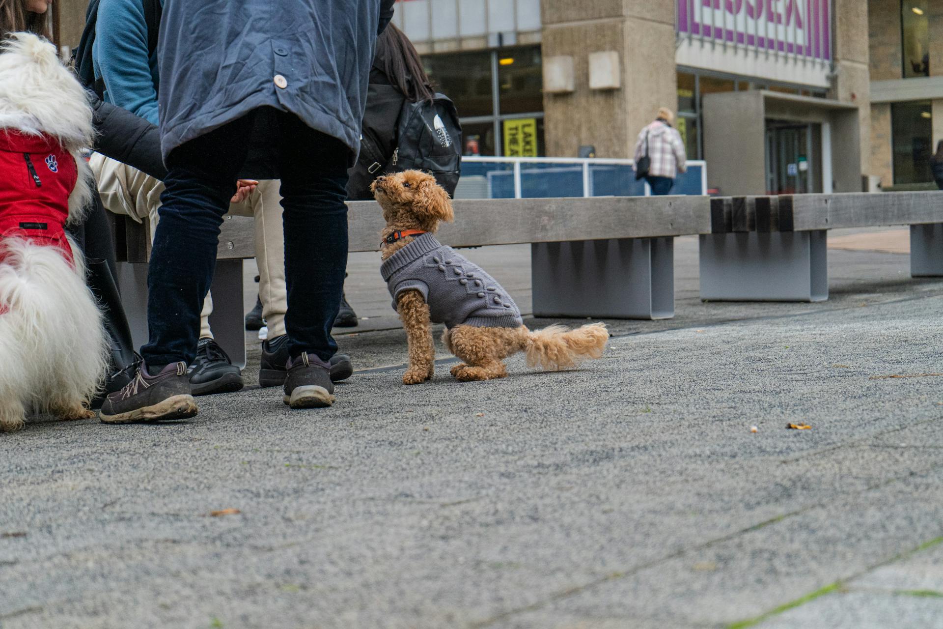 Close-up of Dog in Clothing