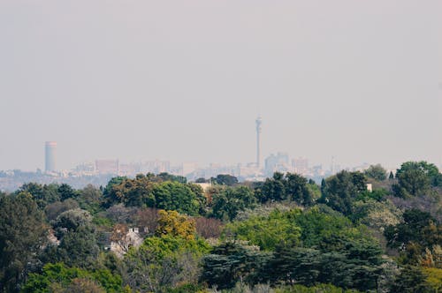 jozi, 南非, 樹木 的 免費圖庫相片