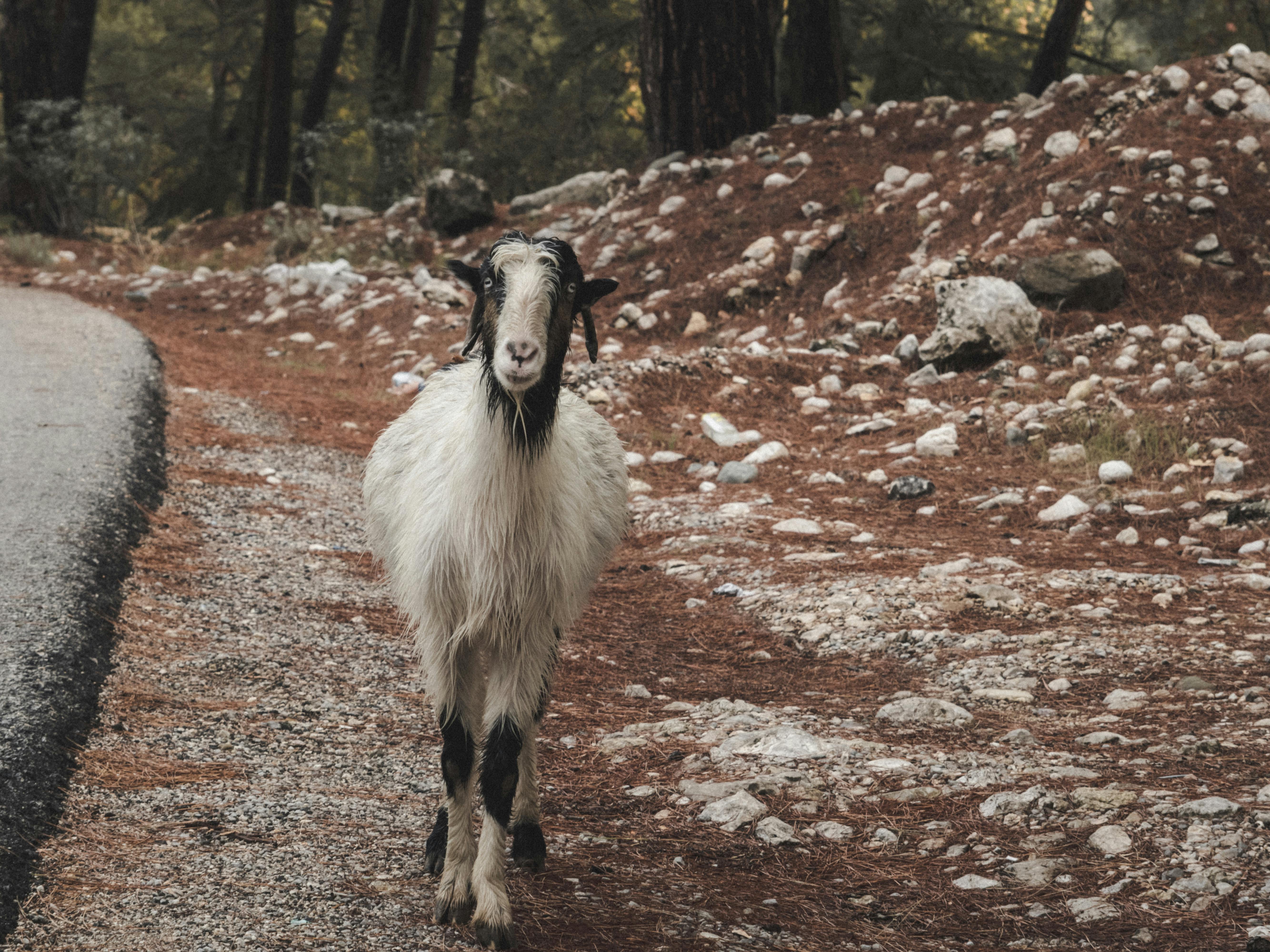 White and Black Goat on Brown Dirt Road · Free Stock Photo