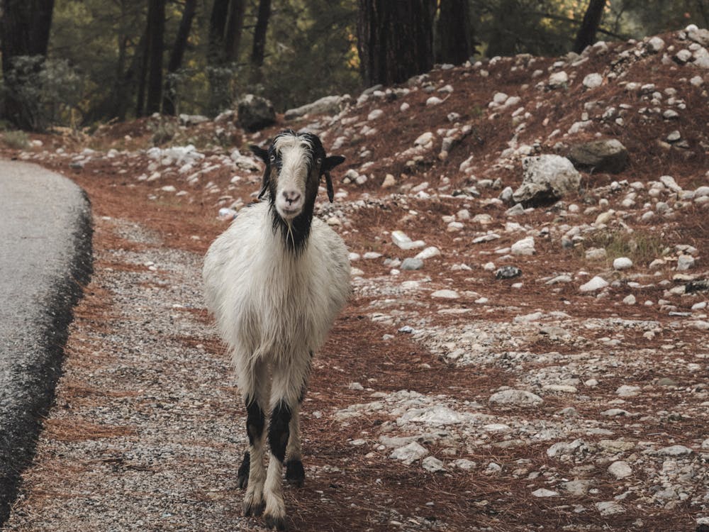 White and Black Goat on Brown Dirt Road · Free Stock Photo
