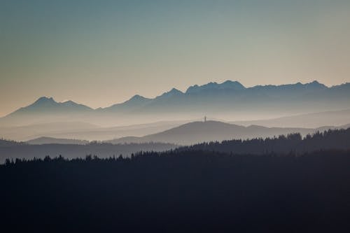 Foto d'estoc gratuïta de boira, boscos, fons de pantalla