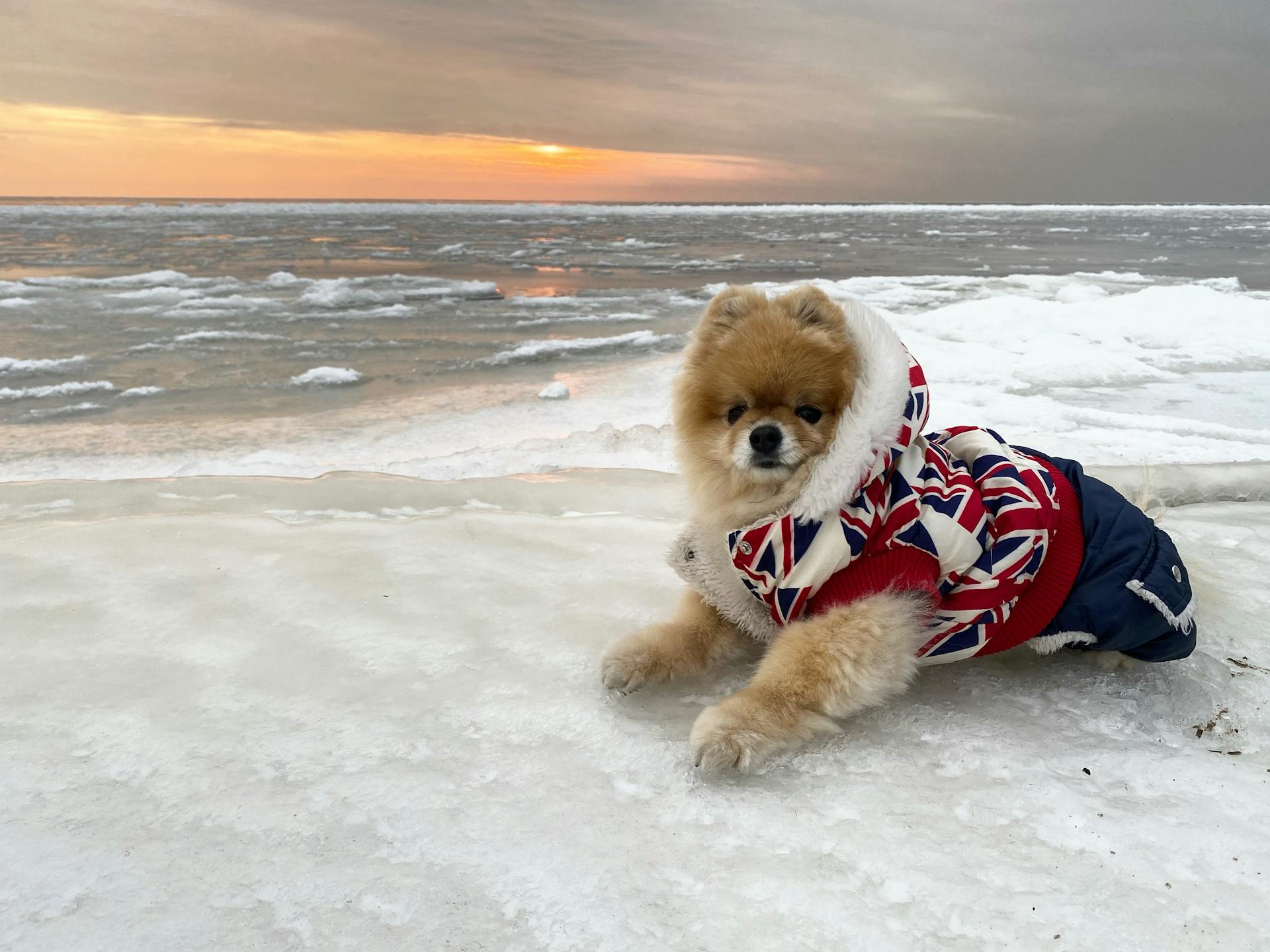 A Cute Dog with Jacket Lying on Ice