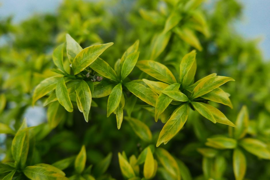 Vivid green leaves of a plant in focus, capturing the essence of nature's beauty outdoors.