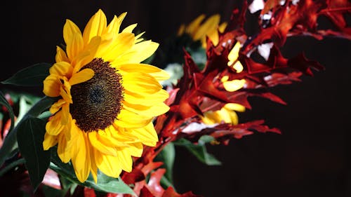 Free stock photo of sunflower Stock Photo