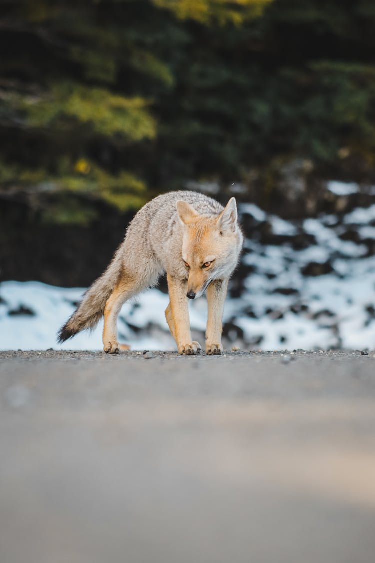 South American Gray Fox On The Ground
