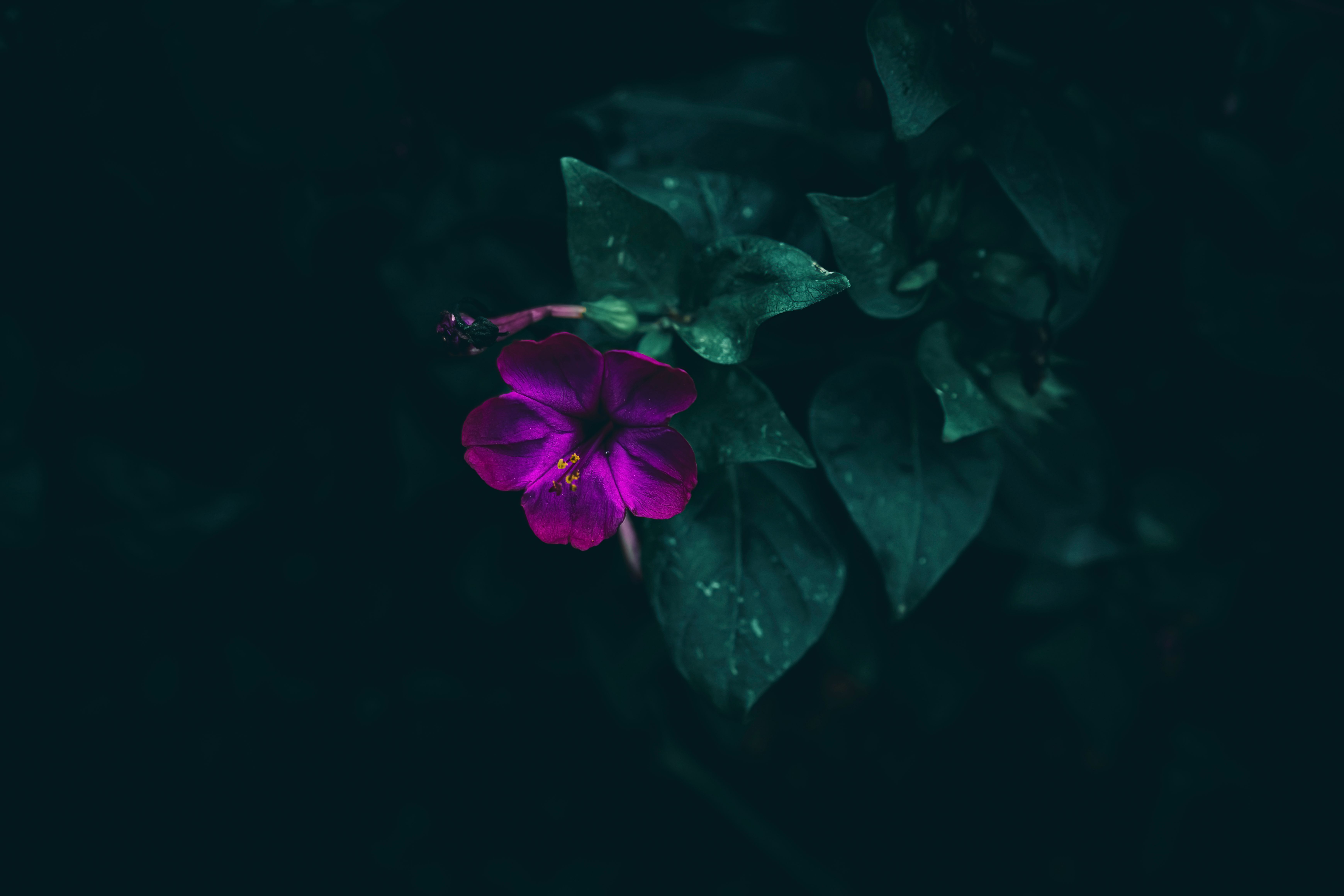 Gratuit Imagine de stoc gratuită din a închide, amurg, armonios Fotografie de stoc