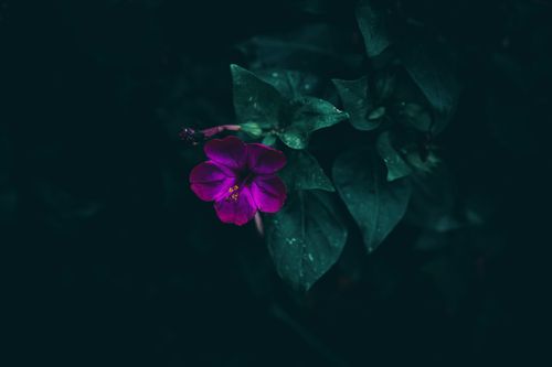 Gratuit Imagine de stoc gratuită din a închide, amurg, armonios Fotografie de stoc