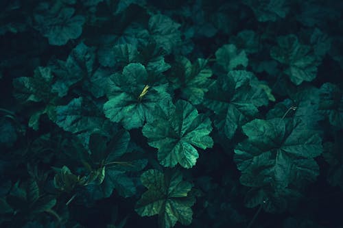 Photo of Green Leaves