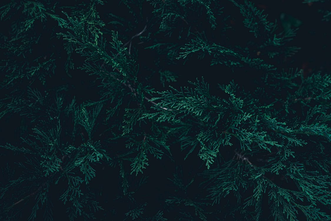 Evergreen tree branches · Free Stock Photo