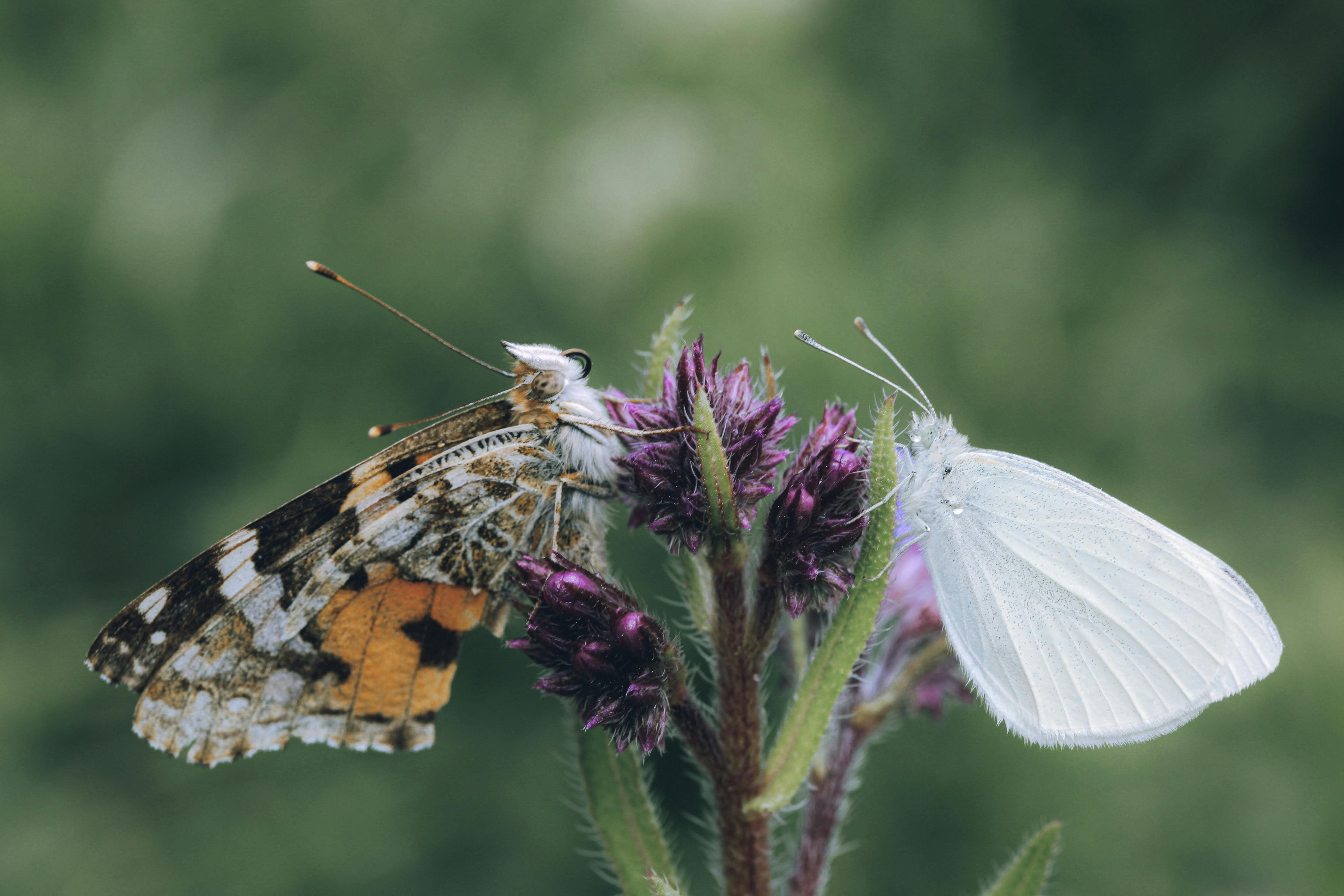 Butterfly Sitting on Flower · Free Stock Photo