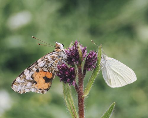 Free Close-up of two butterflies perched on vibrant purple blossoms amidst green foliage. Stock Photo