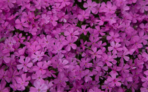 Close Up Photo of Flowers