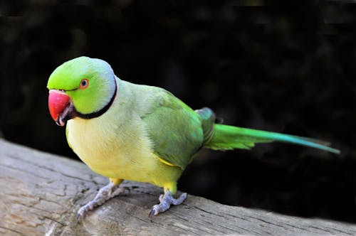 Free Rose-ringed Parakeet Stock Photo