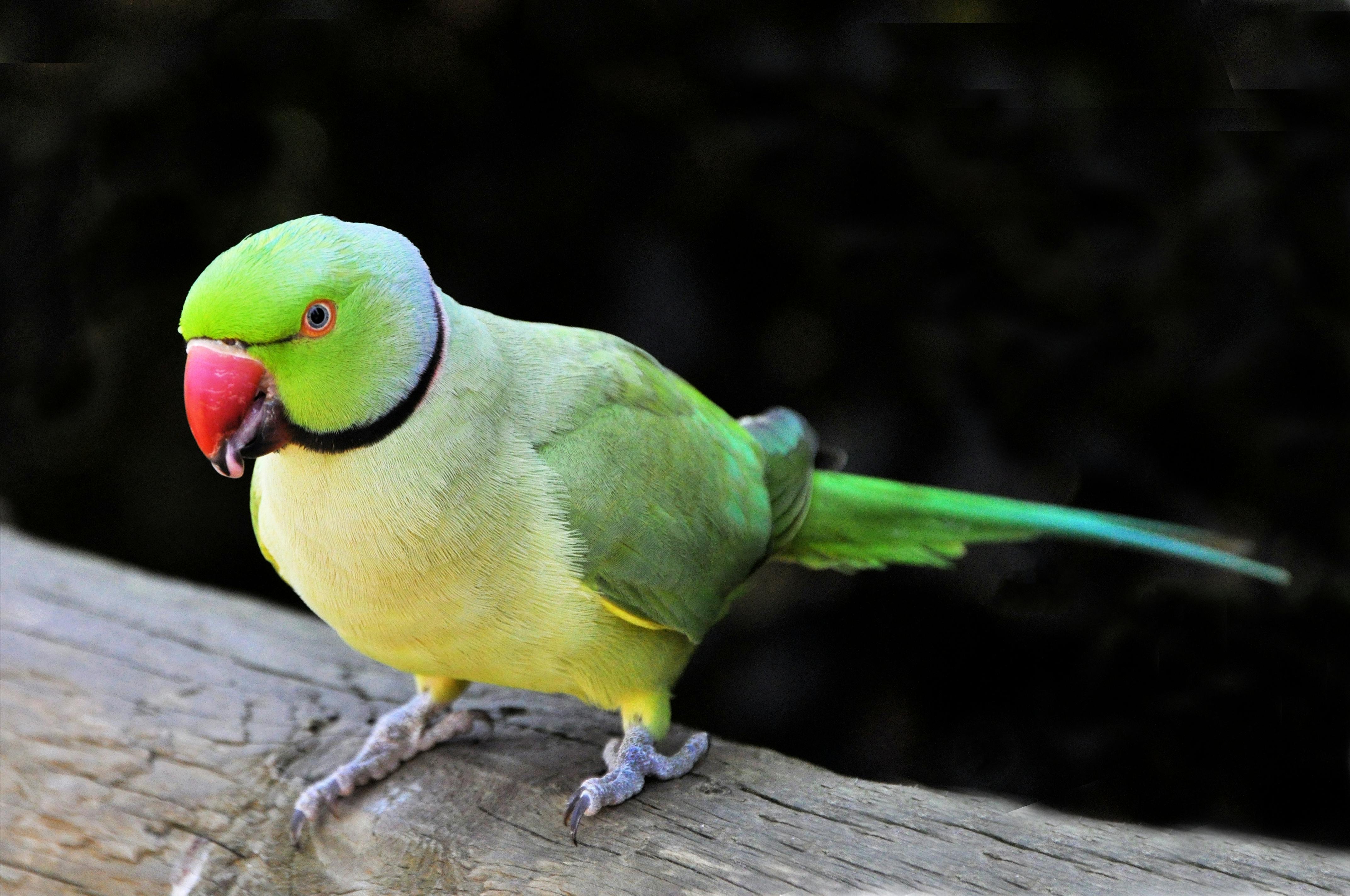 Rose-ringed Parakeet · Free Stock Photo