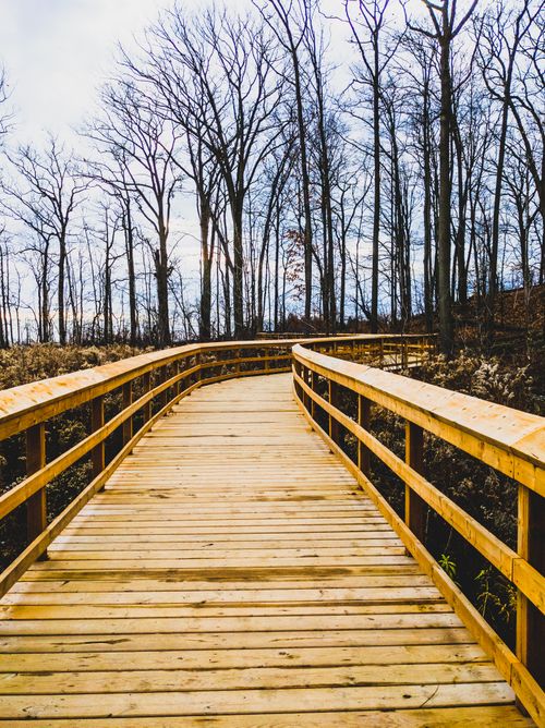 Free Peaceful wooden path through a leafless forest, showcasing nature's autumn beauty. Stock Photo