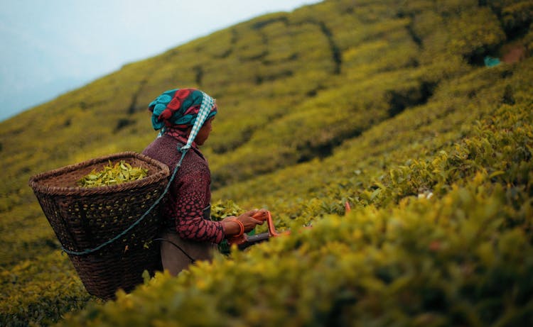 Farmer Harvesting Tea Leaves