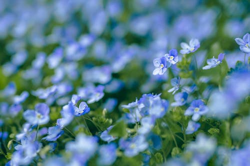 Blue Flowers in Close Up Photography