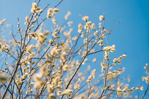 Buds on Pussy Willow