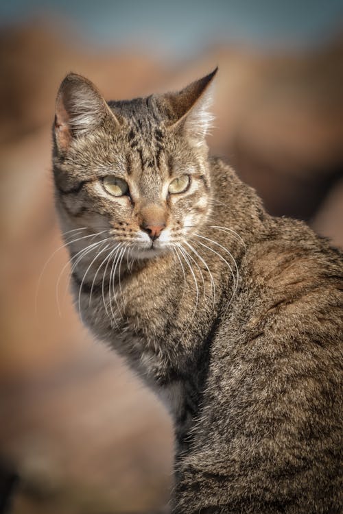 Photos gratuites de animal, animal de compagnie, chat tigré