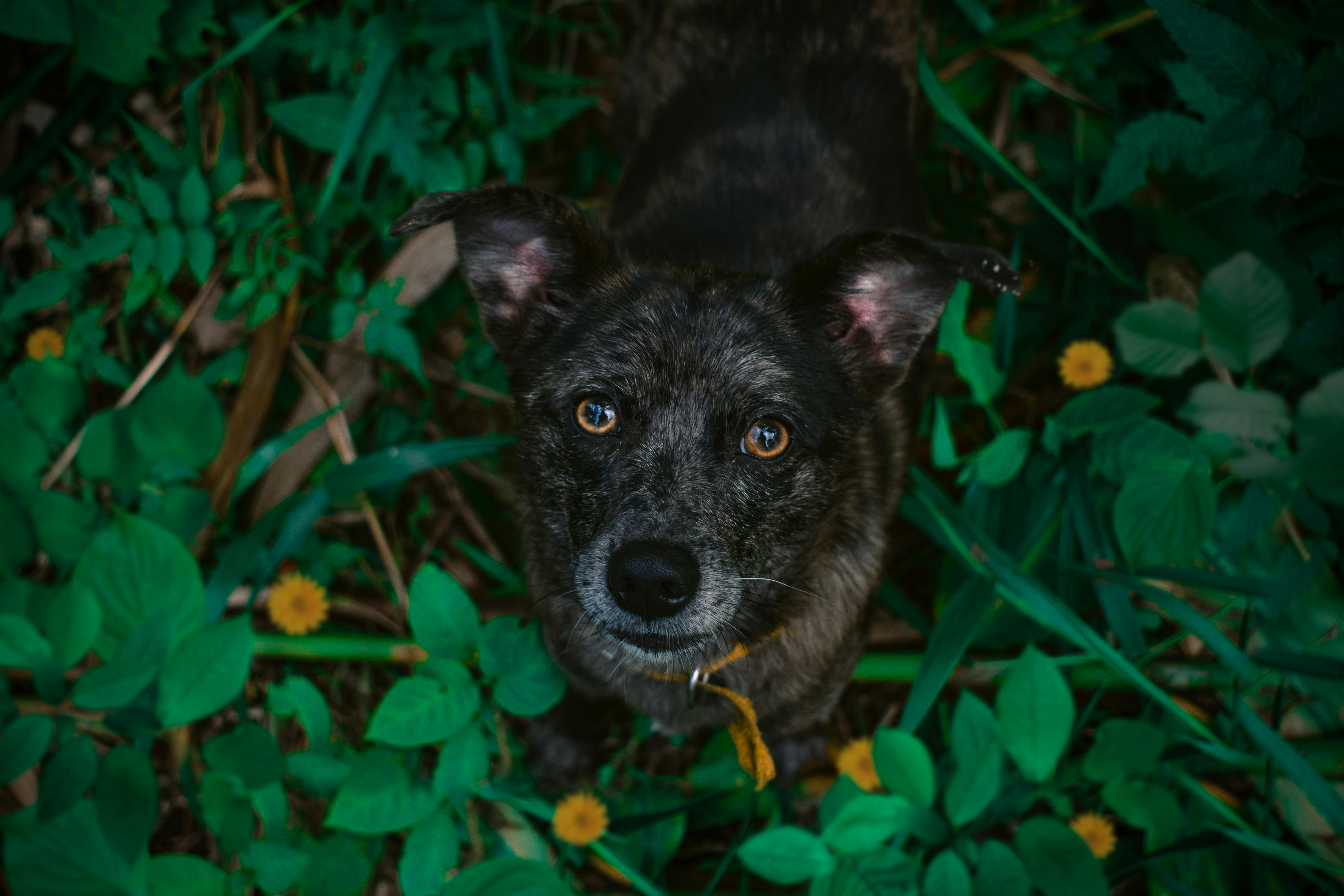 Close-Up Shot of a Dog