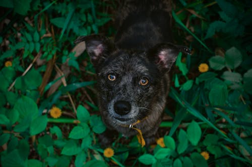 Free Close-Up Shot of a Dog  Stock Photo