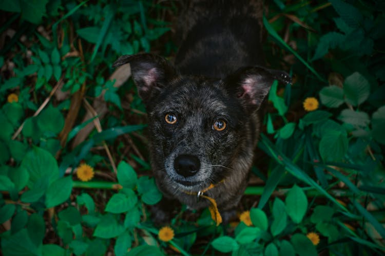 Close-Up Shot Of A Dog 