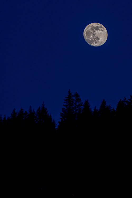 Foto d'estoc gratuïta de arbres, cel, fotografia de lluna