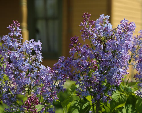 晴天, 植物, 紫色 的 免費圖庫相片