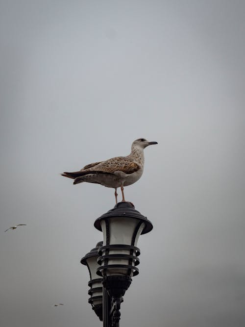 Základová fotografie zdarma na téma detail, fotografování zvířat, pouliční lampa