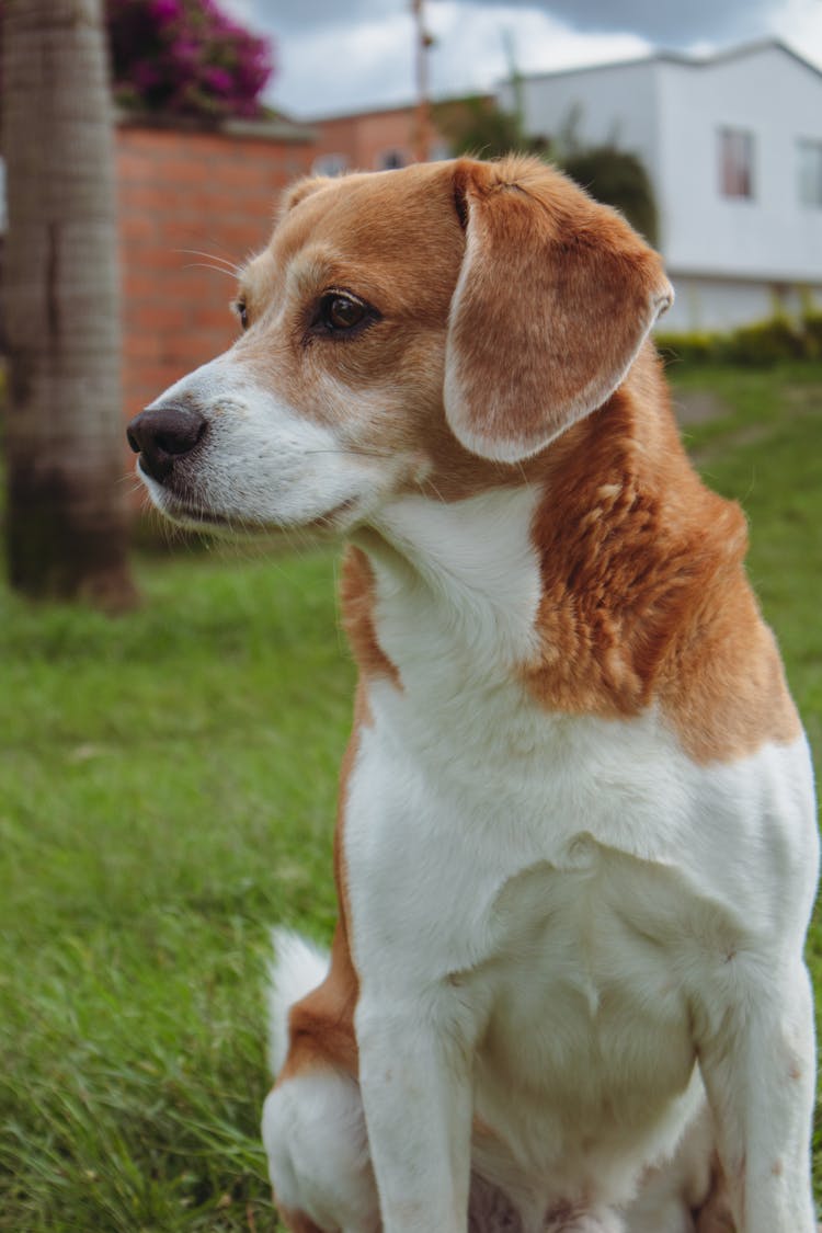 Close-Up Shot Of A Dog 