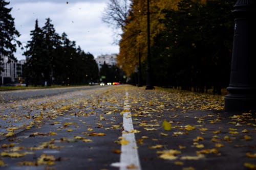 無料 アスファルト道路, シーズン, 乾燥した葉の無料の写真素材 写真素材