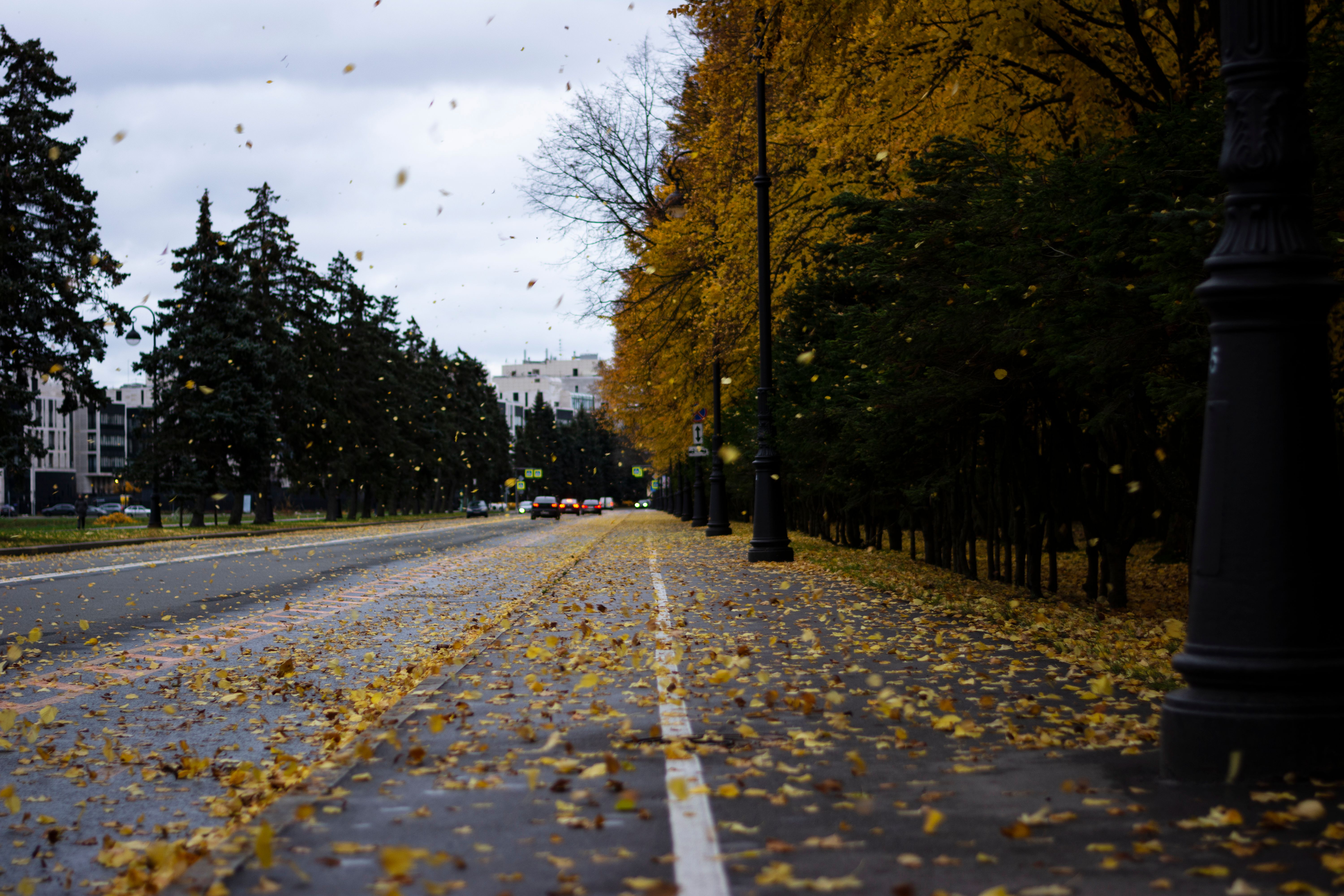 An empty tree-lined road with fallen leaves across it in late autumn