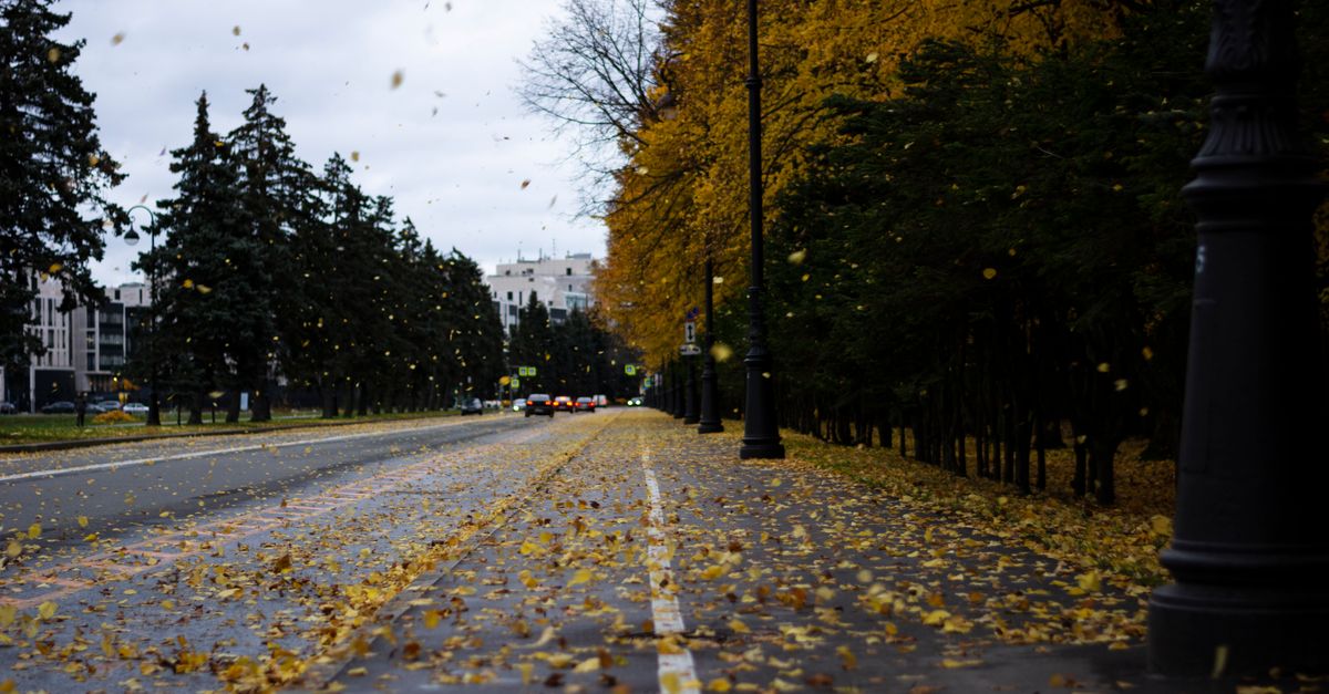 An empty tree-lined road with fallen leaves across it in late autumn