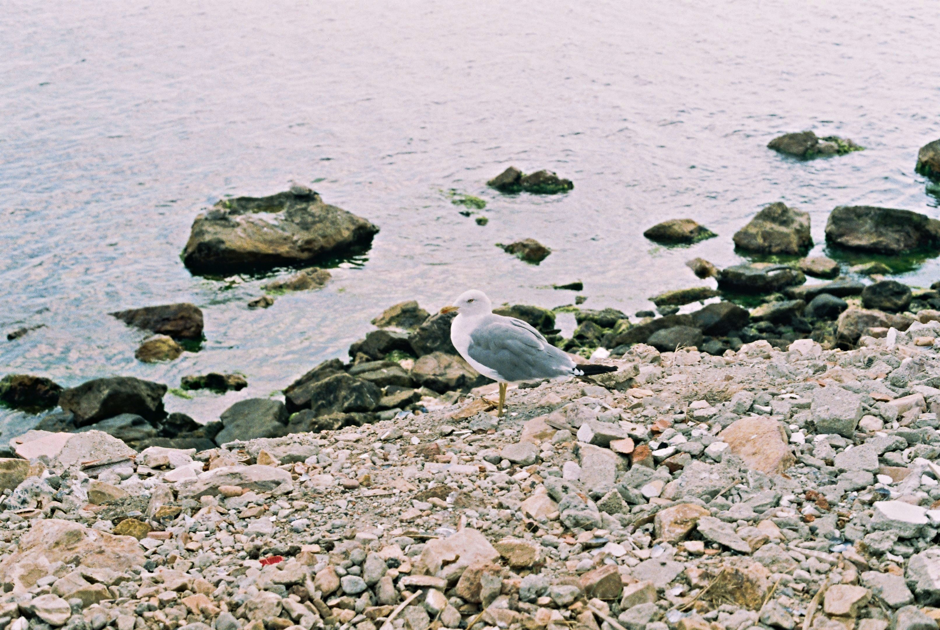 White and Gray Bird on Gray Rocks near Body of Water · Free Stock Photo