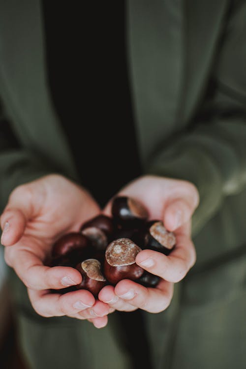 Free Photo of Person Holding Chestnuts Stock Photo