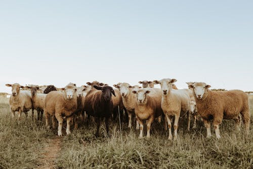 Darmowe zdjęcie z galerii z czyste niebo, owca, stado