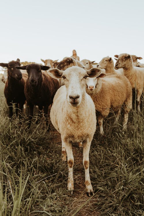 Darmowe zdjęcie z galerii z owca, stado, tapeta mobilna