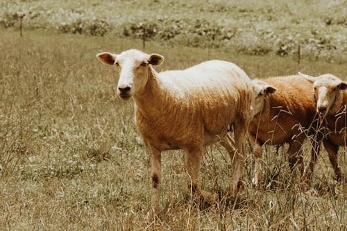 Безкоштовне стокове фото на тему «вівці, впритул, пасовище»