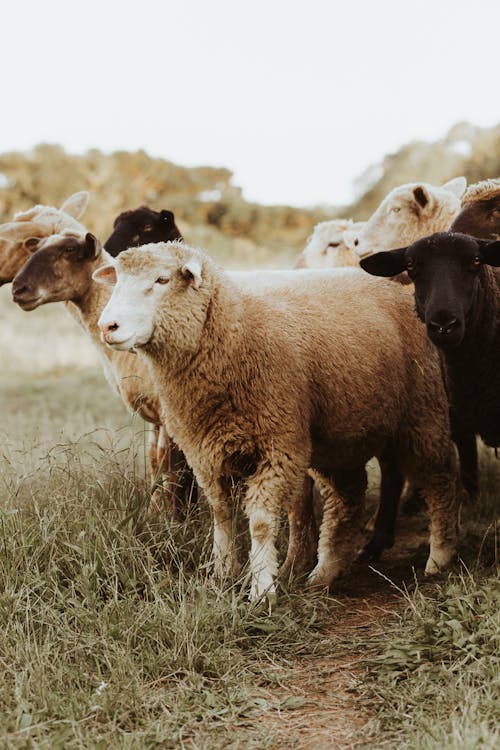Flock of Sheep Standing in Field