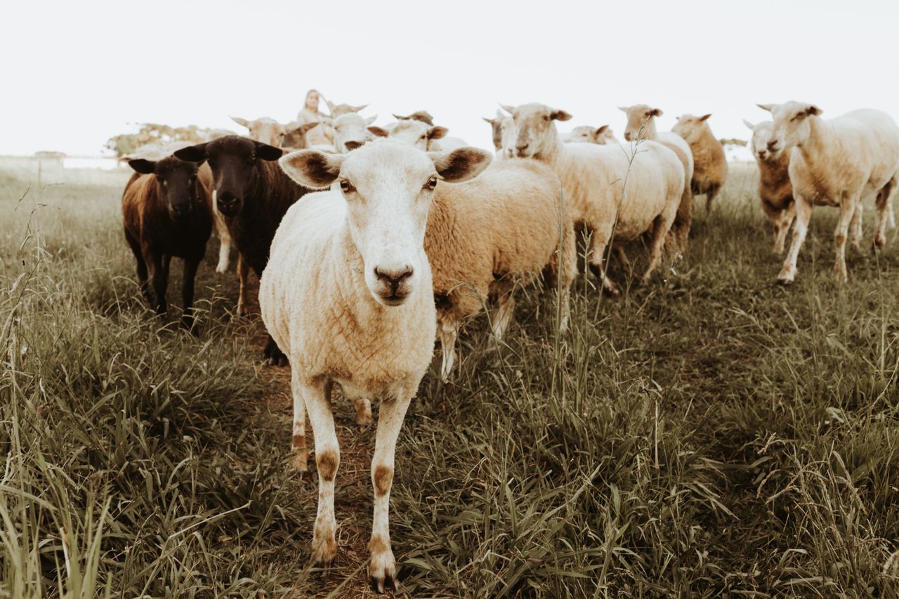a serene capture of a flock of sheep grazing in a lush green field dur