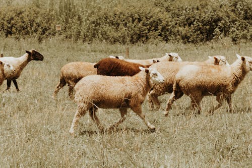 Бесплатное стоковое фото с животное, млекопитающее, овца