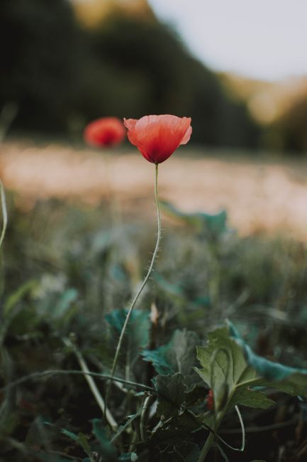 Close-up of a vibrant red poppy blooming in a summer field with blurred background.